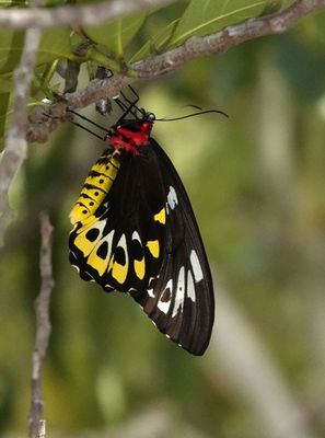 Cairns Birdwing female