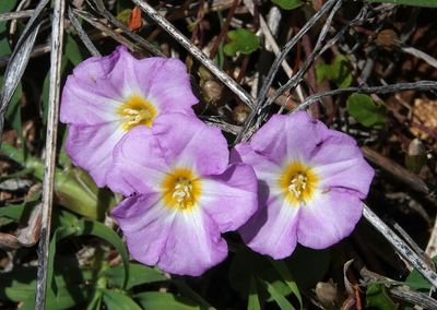 Slender Bindweed