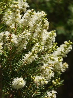 Narrow-leaved Paperbark