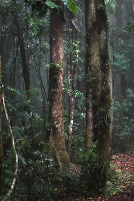 upland rainforest Paluma
