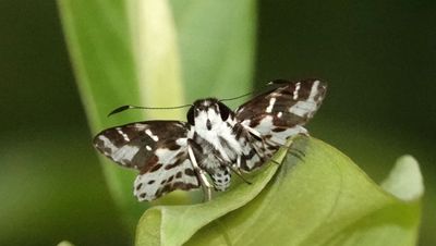 Spotted Sedge-skipper