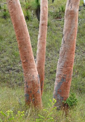 Lemon-scented Gum