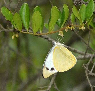 Yellow Albatross