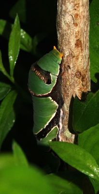 Ambrax Swallowtail caterpillar