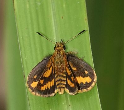 Wide-brand Grass-dart