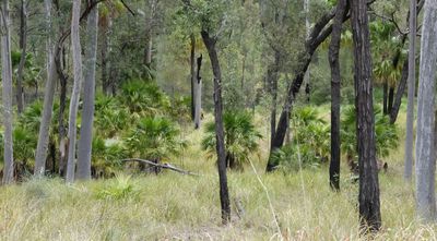 open forest with young Carnarvon Palms
