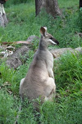 Whiptail Wallaby