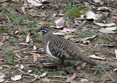 Squatter Pigeon