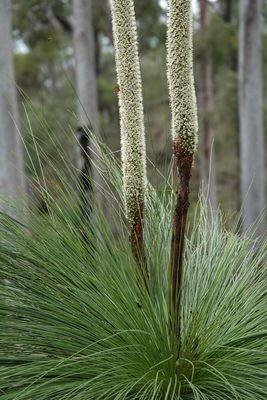 Northern Forest Grass-tree