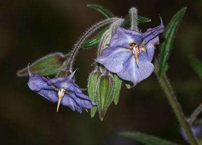 Camelbush