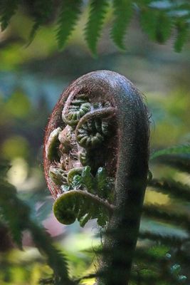 tree-fern fiddlehead