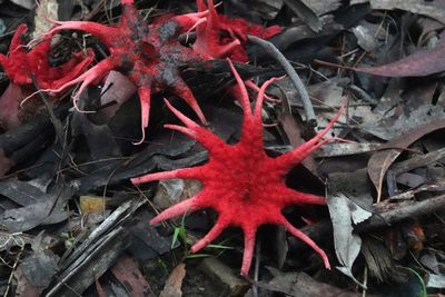 # lichen moss fungi #