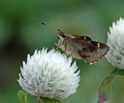 Northern Silver Ochre