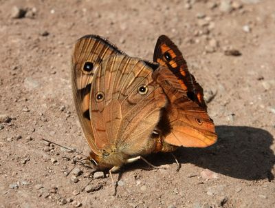 Shouldered Brown