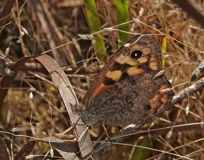 Marbled Xenica