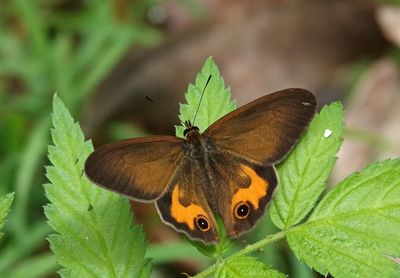 Brown Ringlet