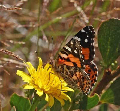 Australian Painted Lady