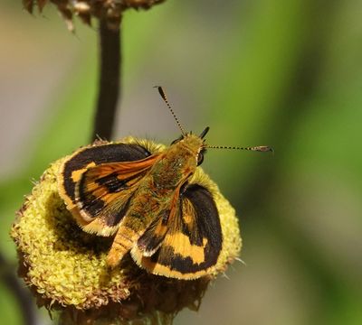 Green Grass-dart