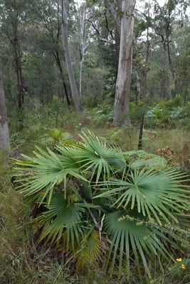 forest with fan-palm