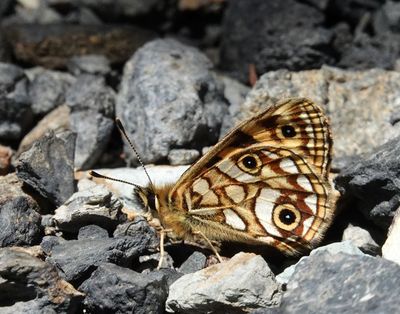 Small Alpine Xenica