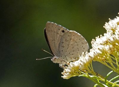 Varied Dusky-blue