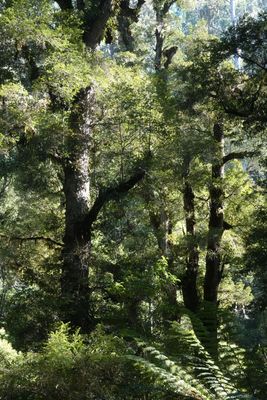 # Victorian forestscapes #