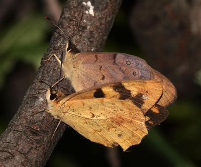 Solanders Brown pair