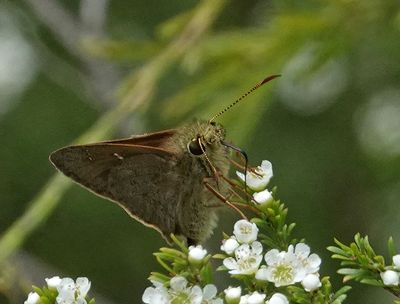 Dingy Grass-skipper