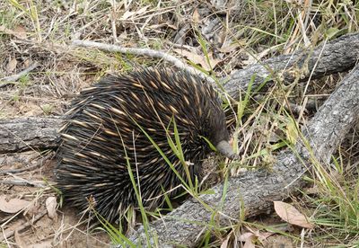 Echidna