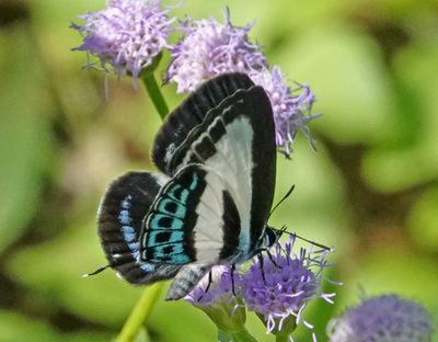 Green-banded Line-blue