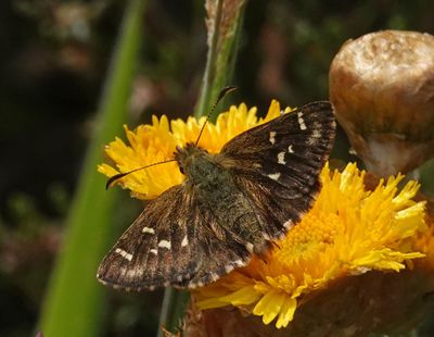 Two-brand Grass-skipper