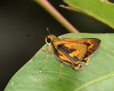 Narrow-brand Darter