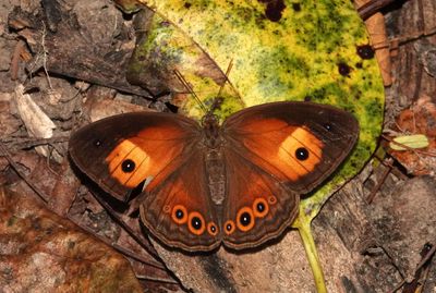 Orange Bush-brown