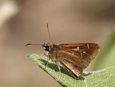 White-brand Grass-skipper