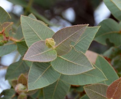 Rough-leaved Bloodwood