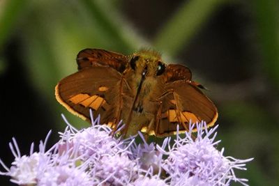 Narrow-brand Darter