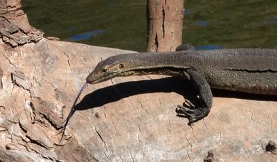 Mertens Water Monitor