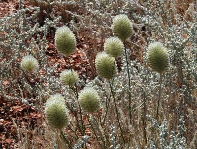 # Boulia district #