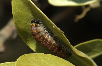 Caper White caterpillar