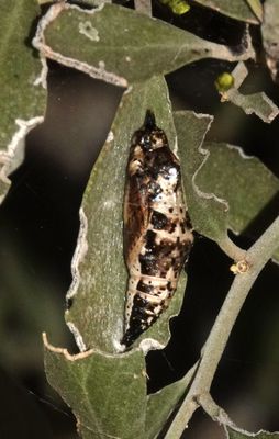 Caper White chrysalis