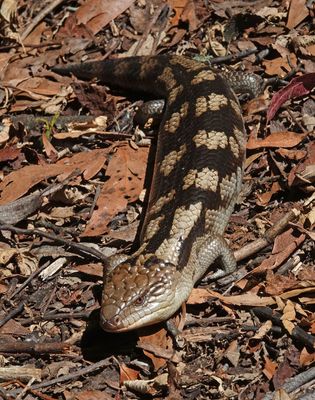 Blotched Blue-tongue