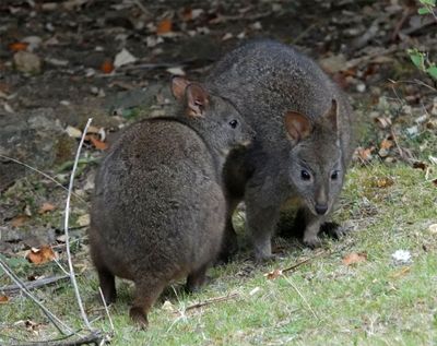 Rufous-bellied (Tasmanian) Pademelons