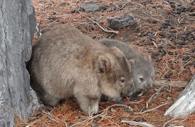 Common Wombats