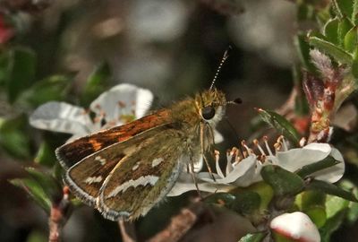 White-banded Grass-dart