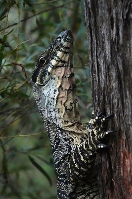 Lace Monitor