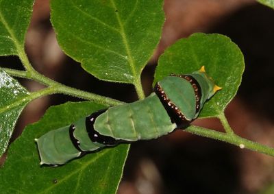 Ambrax Swallowtail caterpillar