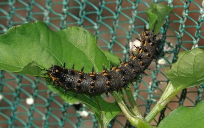 Blue Argus caterpillar