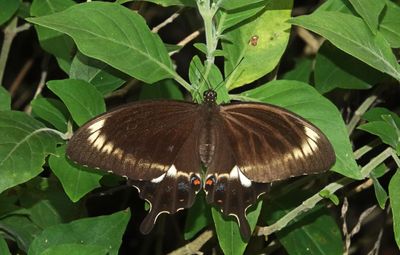 Fuscous Swallowtail