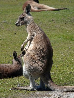 Eastern Grey (Forester) Kangaroo