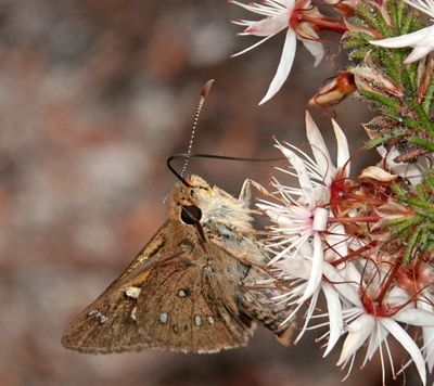 Golden-haired Sedge-skipper